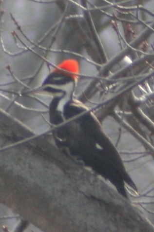Pileated Woodpecker - ML130612291