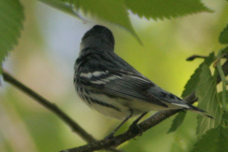 Cerulean Warbler - ML130613271