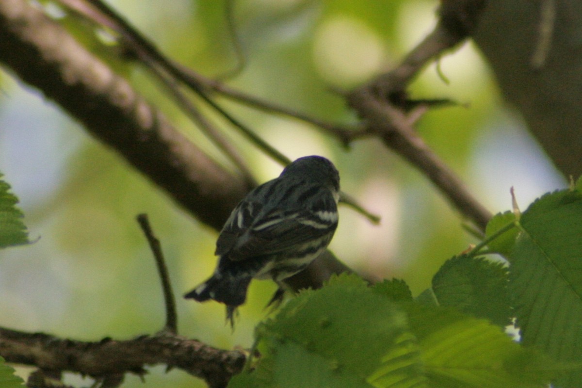 Cerulean Warbler - ML130613281