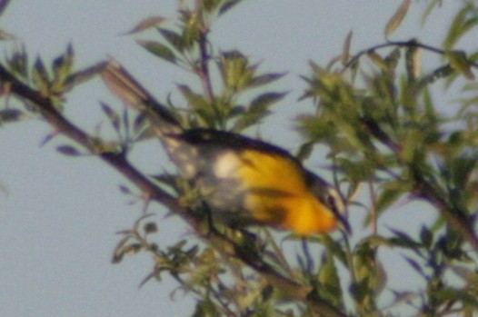 Yellow-breasted Chat - ML130613291