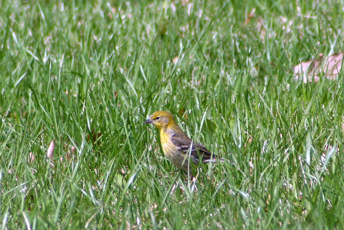 Pine Warbler - ML130614681