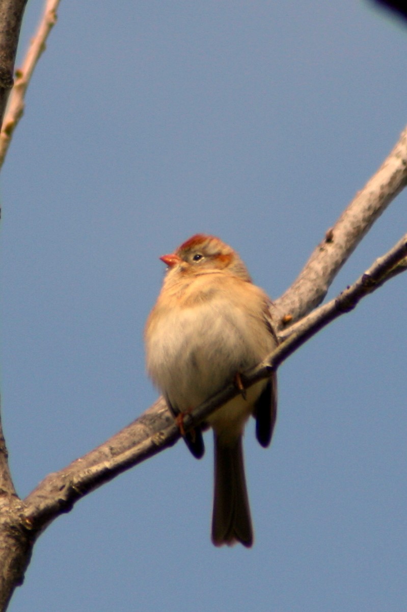 Field Sparrow - ML130614691