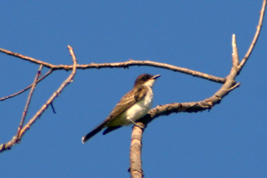 Schieferrücken-Königstyrann - ML130615621