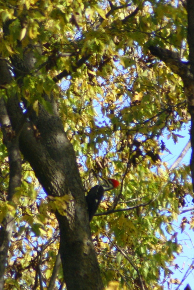 Pileated Woodpecker - ML130615771