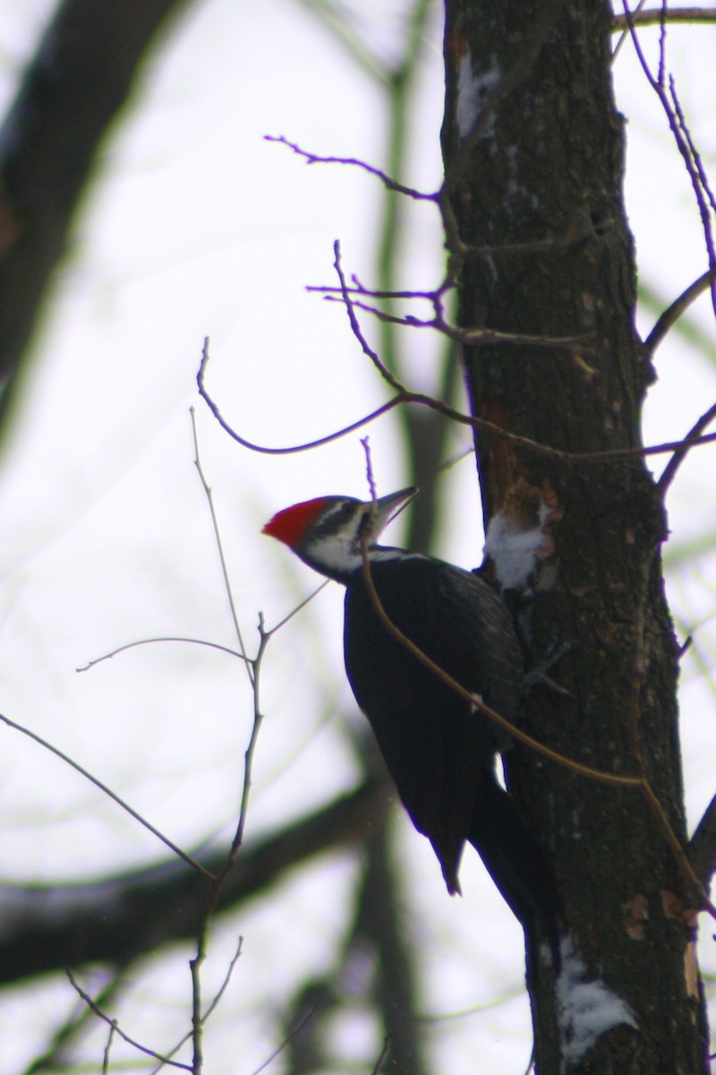 Pileated Woodpecker - Evan Carlson