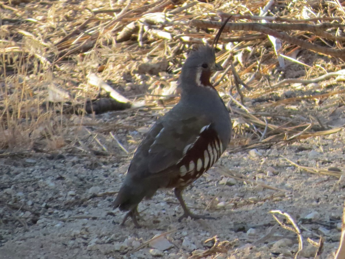 Mountain Quail - ML130622071