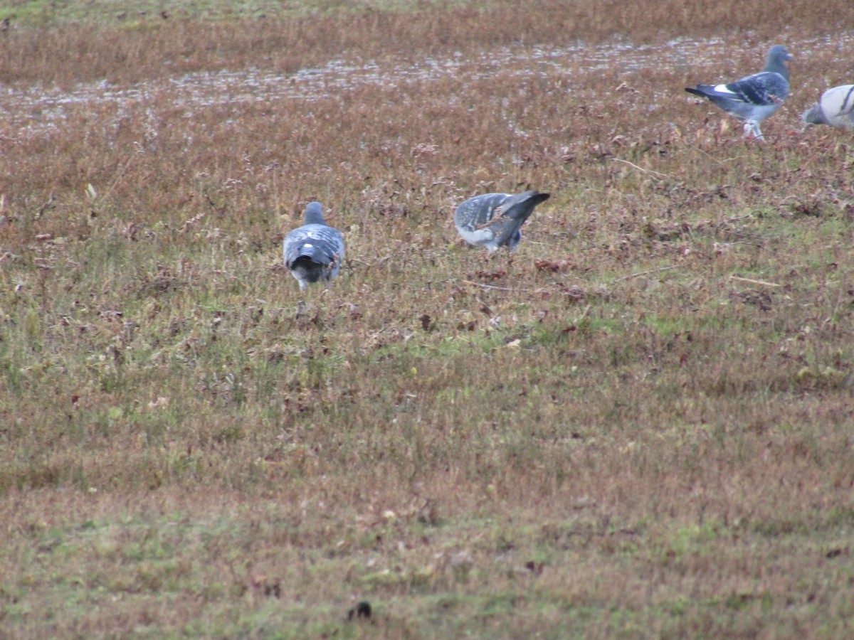 Rock Pigeon (Feral Pigeon) - ML130625811