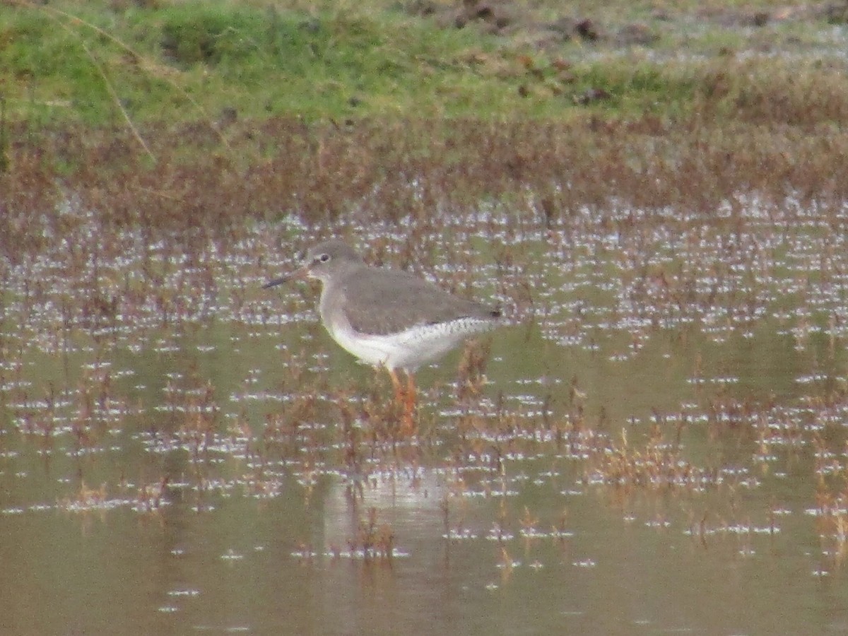 Common Redshank - ML130625841