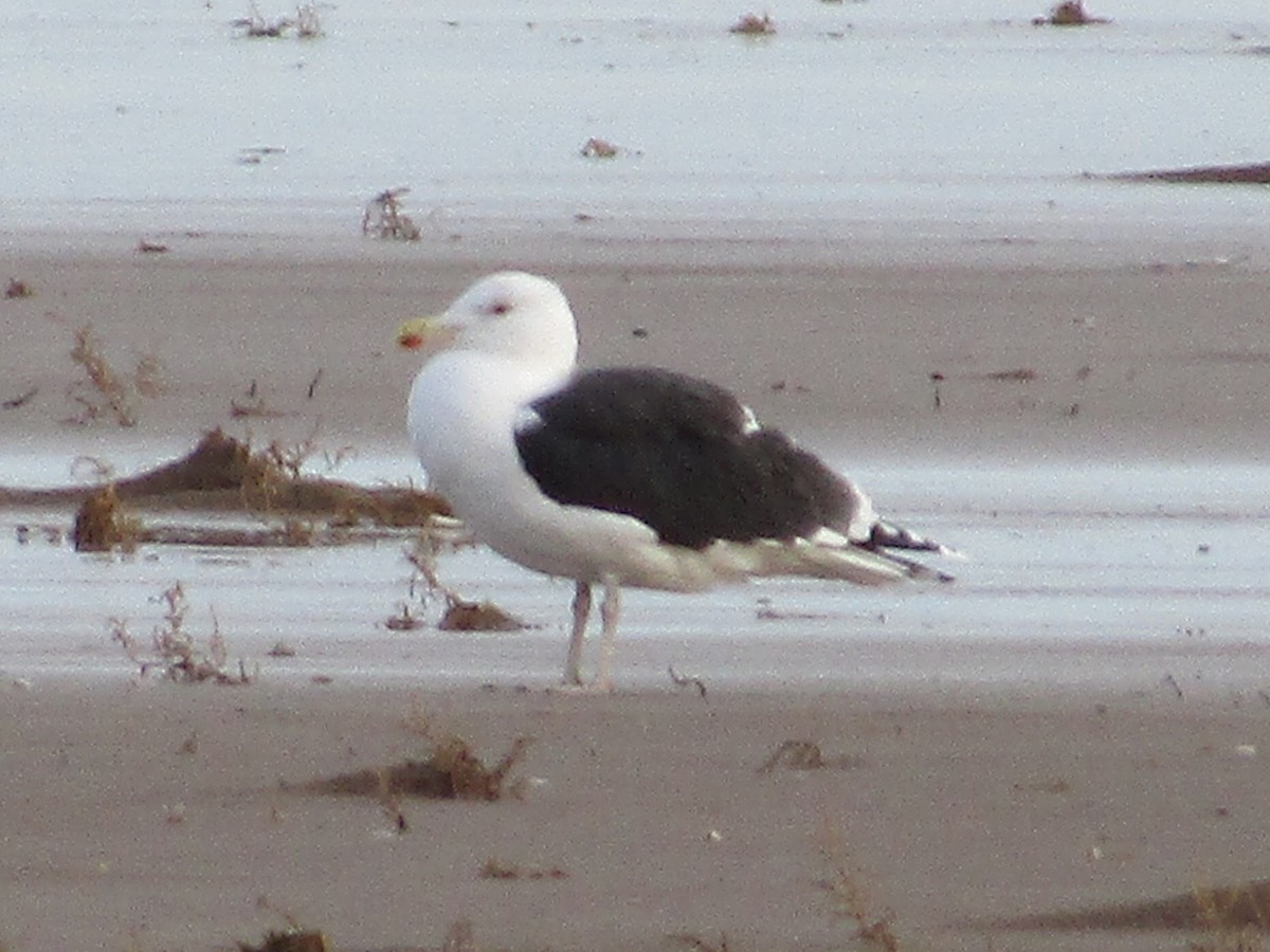 Great Black-backed Gull - ML130625861