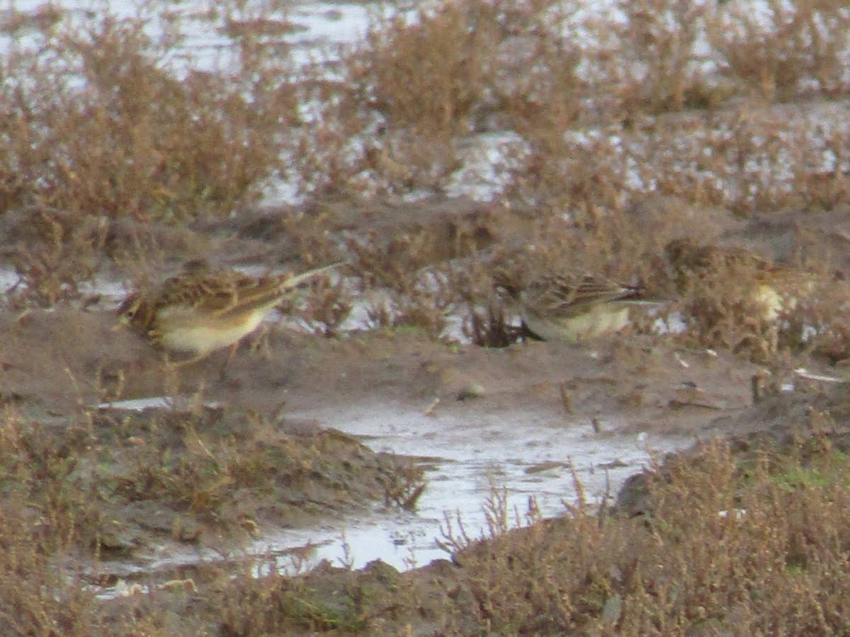 Eurasian Skylark (European) - ML130625881