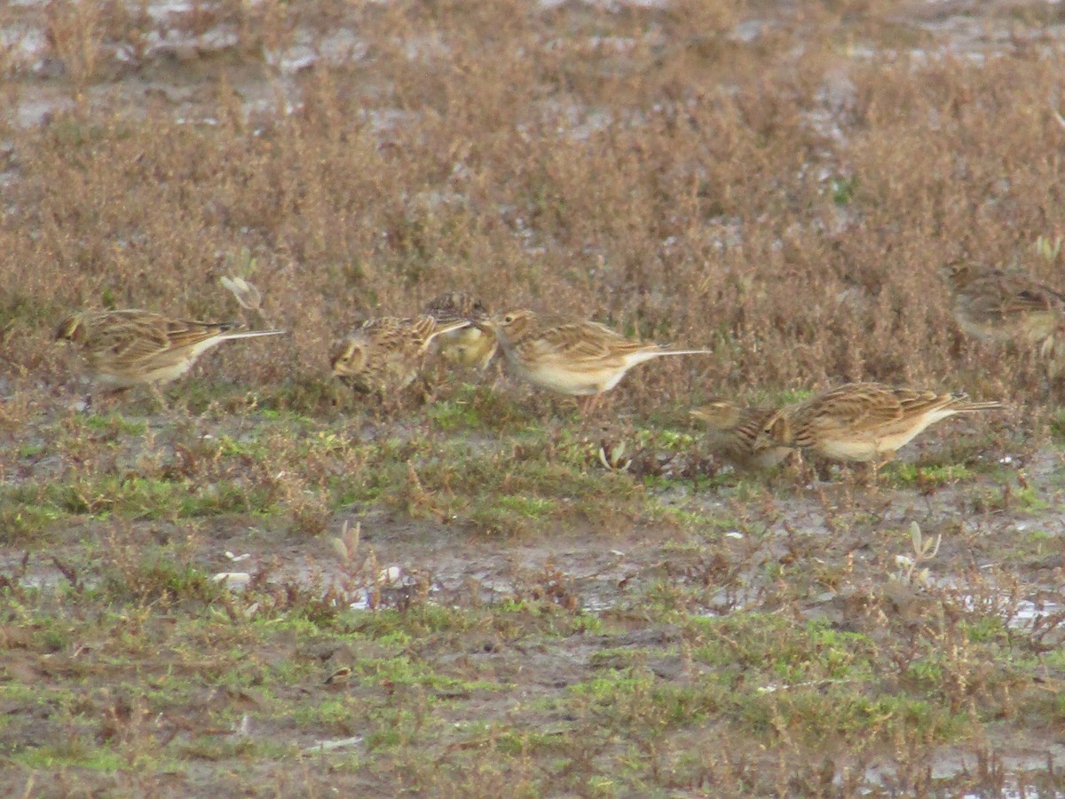 Eurasian Skylark (European) - ML130625891