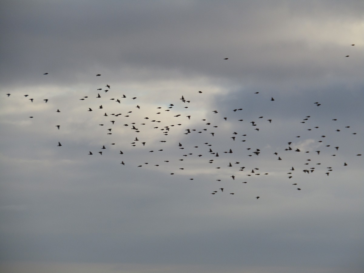 Twite - ML130625901