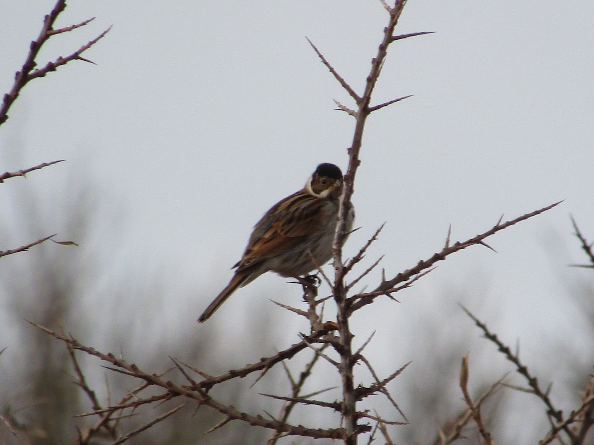 Reed Bunting - ML130625921