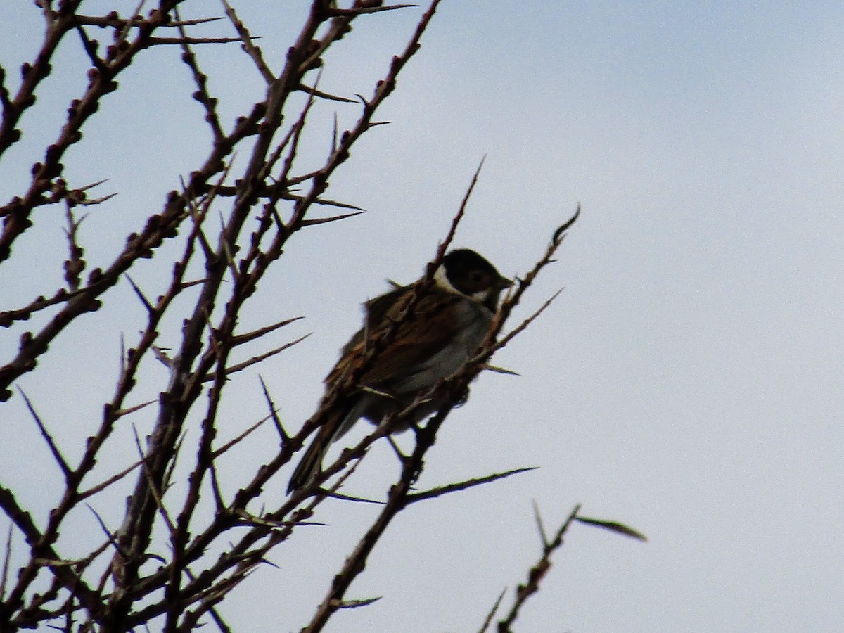 Reed Bunting - ML130625931