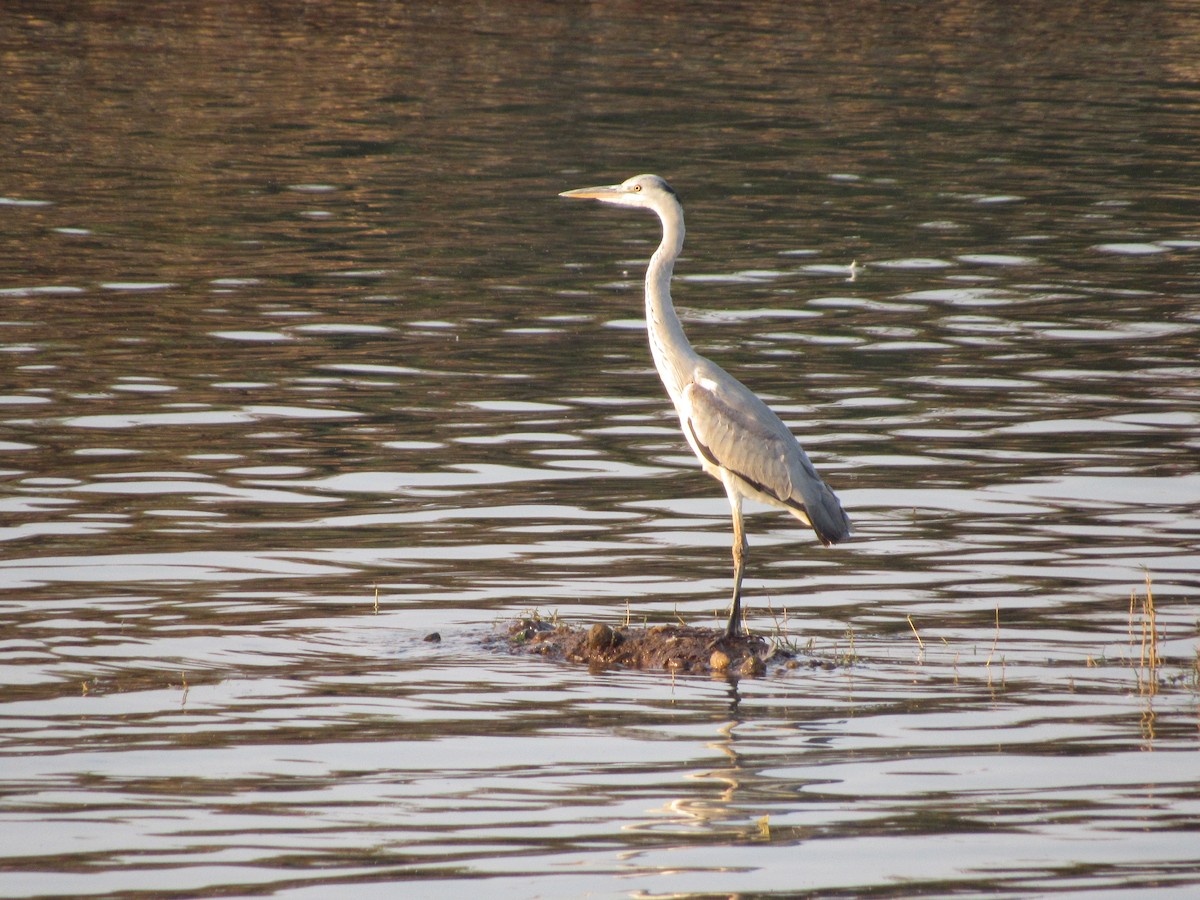 Gray Heron - ML130626751