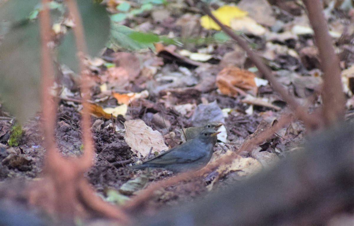 Tickell's Thrush - ML130627111