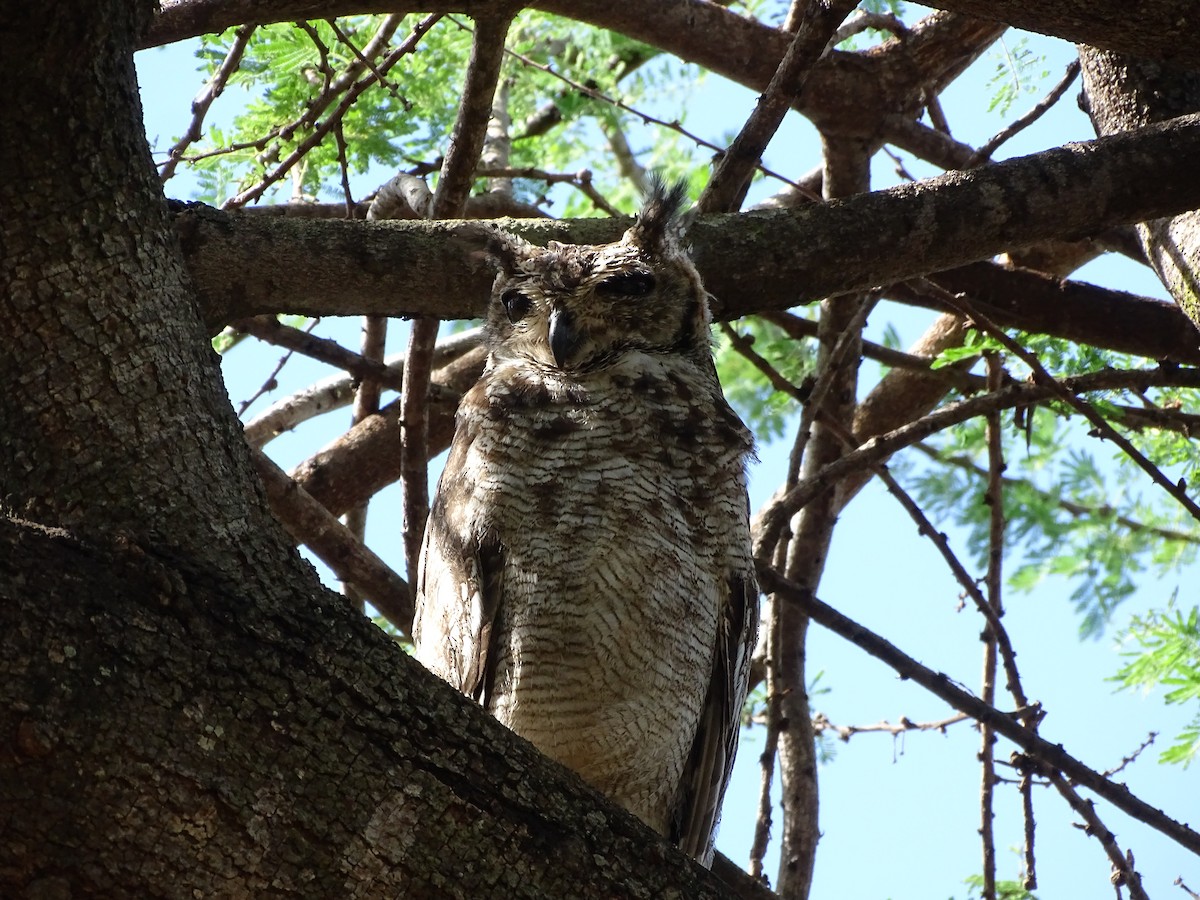 Spotted Eagle-Owl - ML130627161