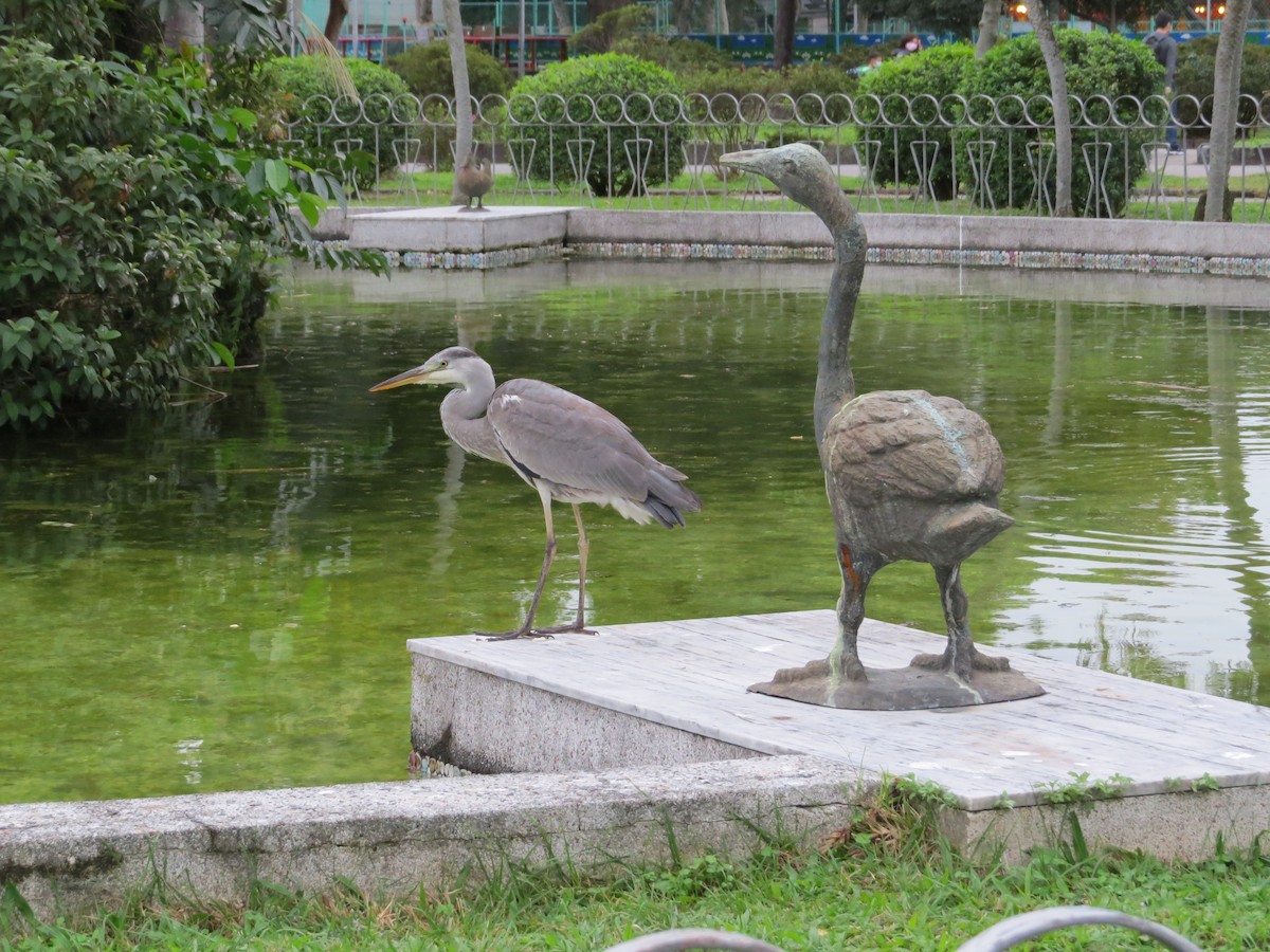 Gray Heron - ML130627701