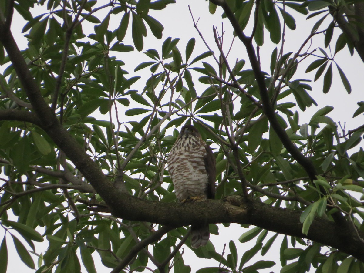 Crested Goshawk - ML130627721