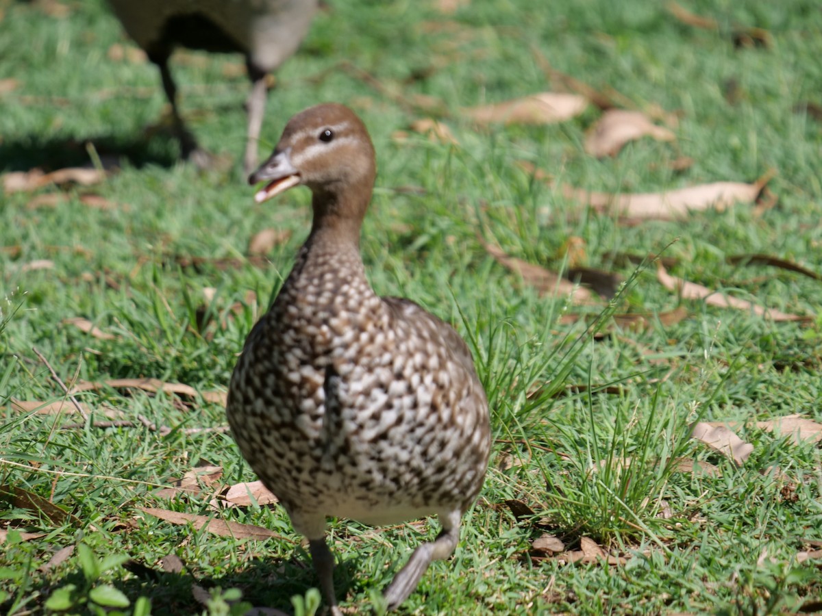 Maned Duck - ML130627861