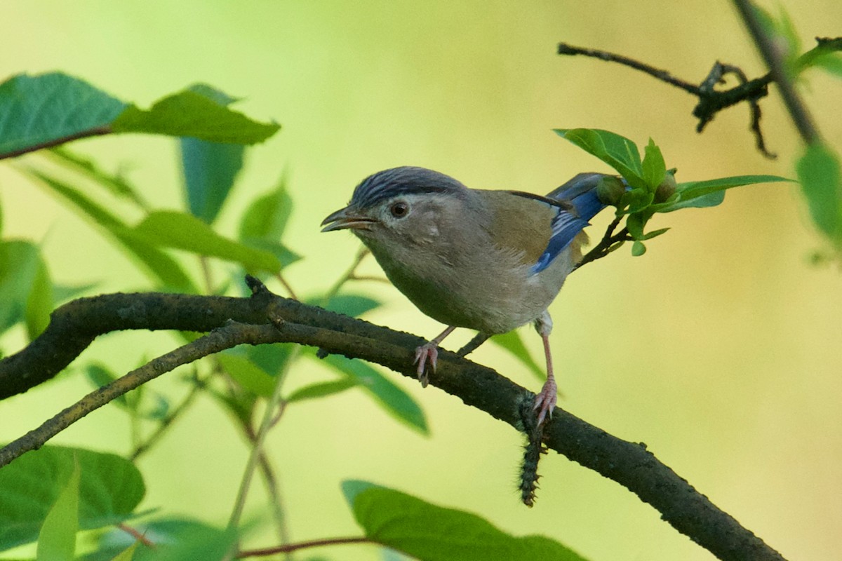 Blue-winged Minla - ML130627981