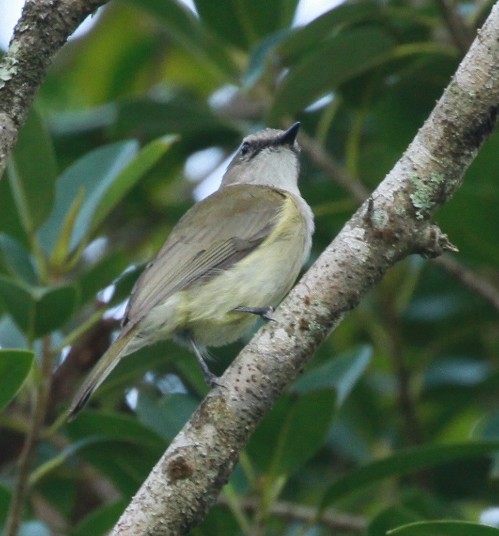 Серый свистун - ML130630351