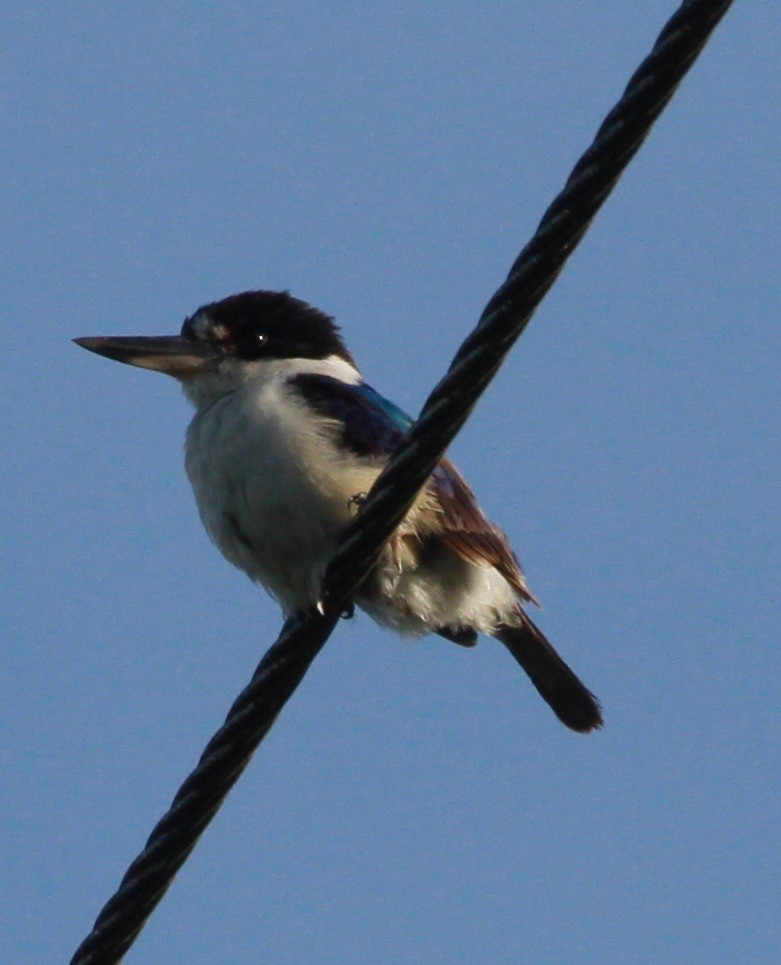 Forest Kingfisher - ML130630381
