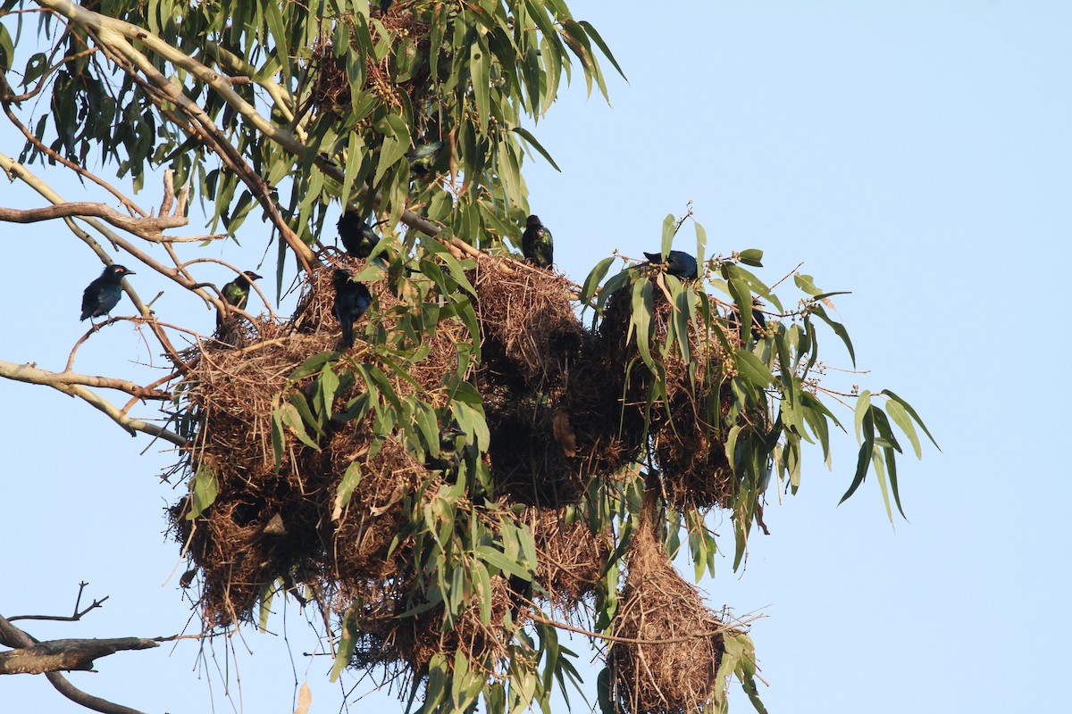 Металлический скворец - ML130630431