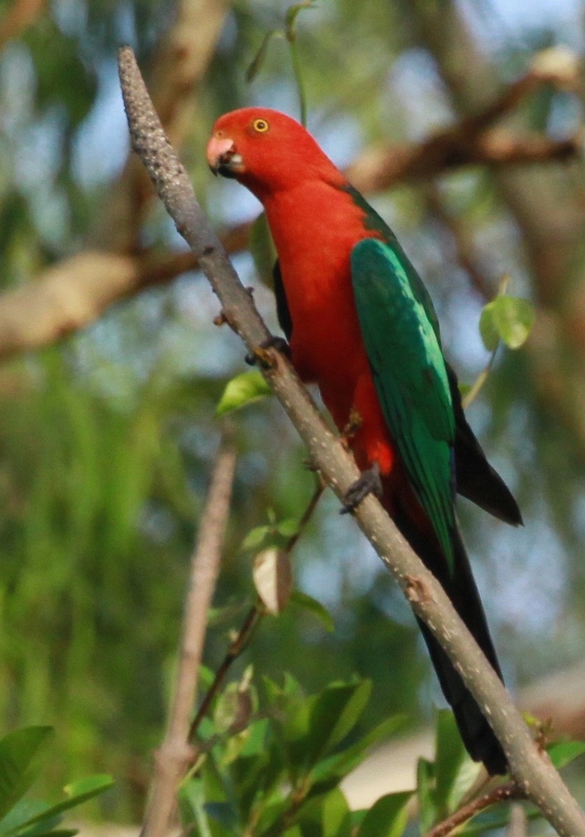 Australian King-Parrot - ML130630441