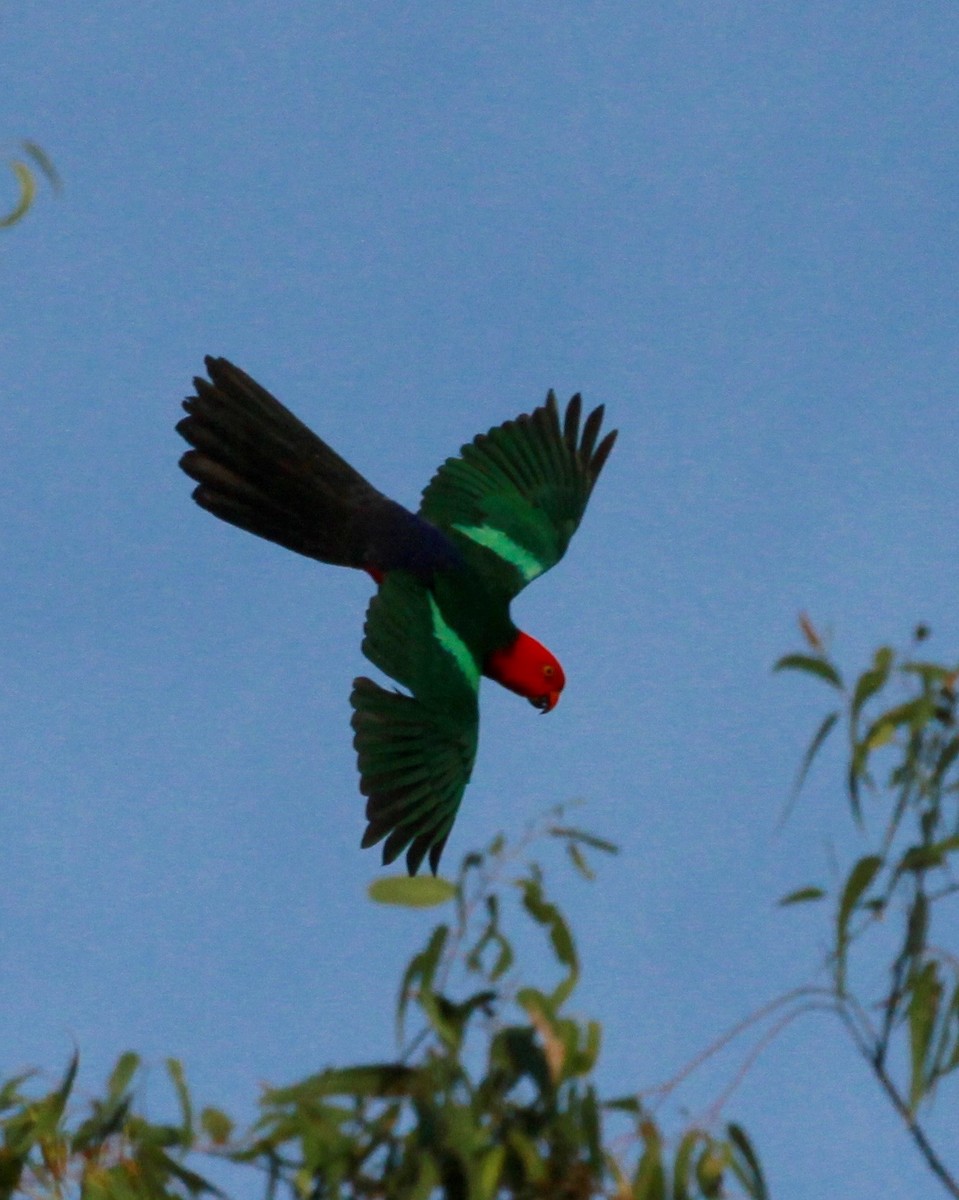 Королевский попугай - ML130630451