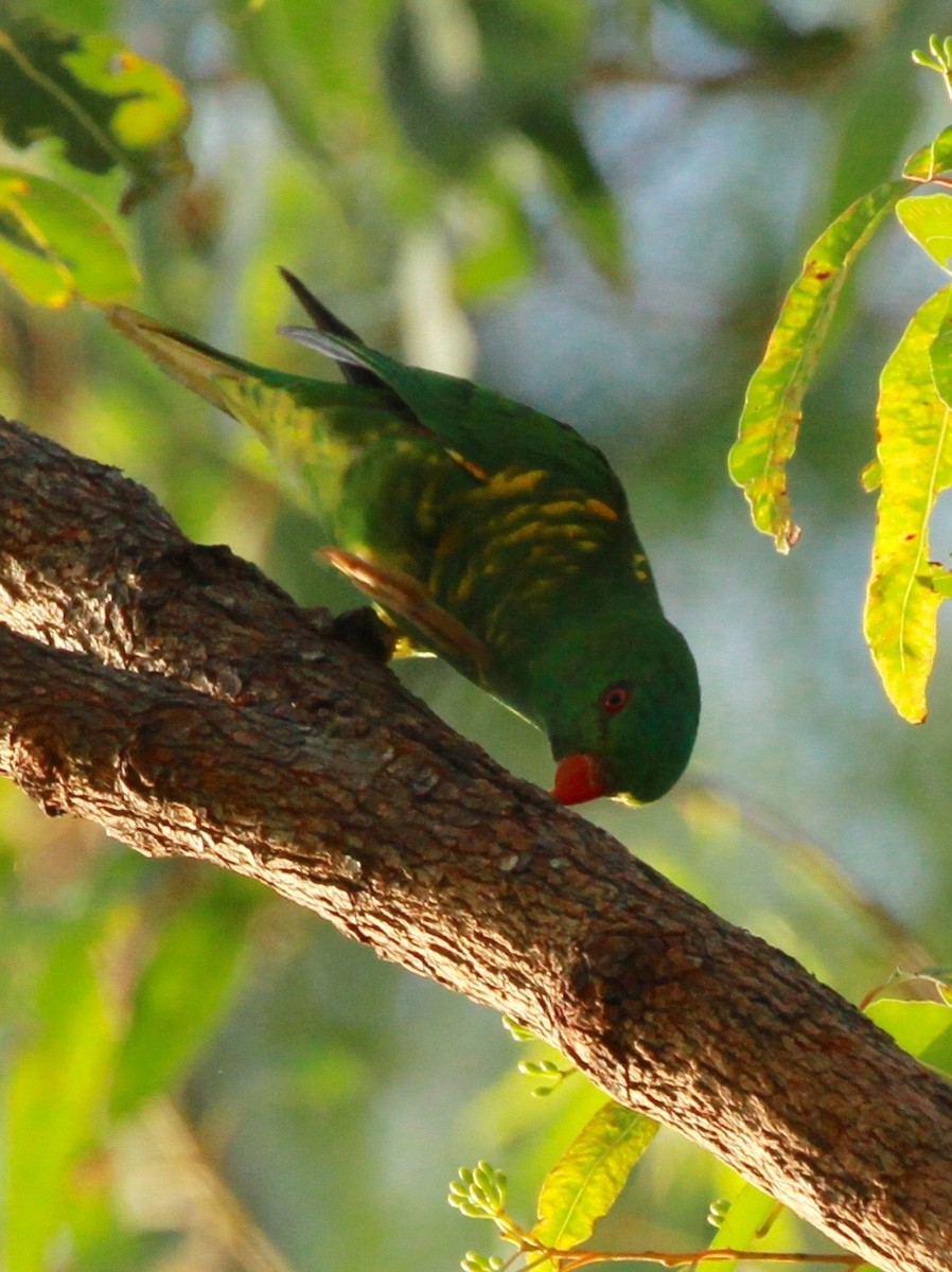 Чешуйчатый лорикет - ML130630461