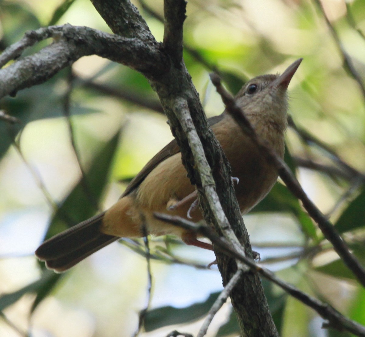 Little Shrikethrush (Rufous) - ML130630511
