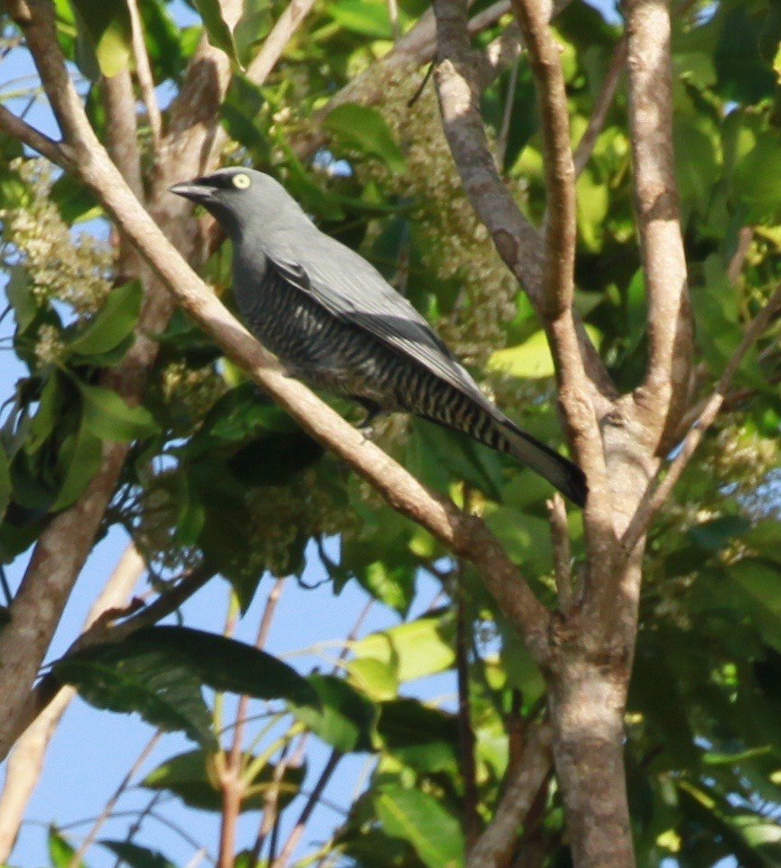 Желтоглазый воронец - ML130630531