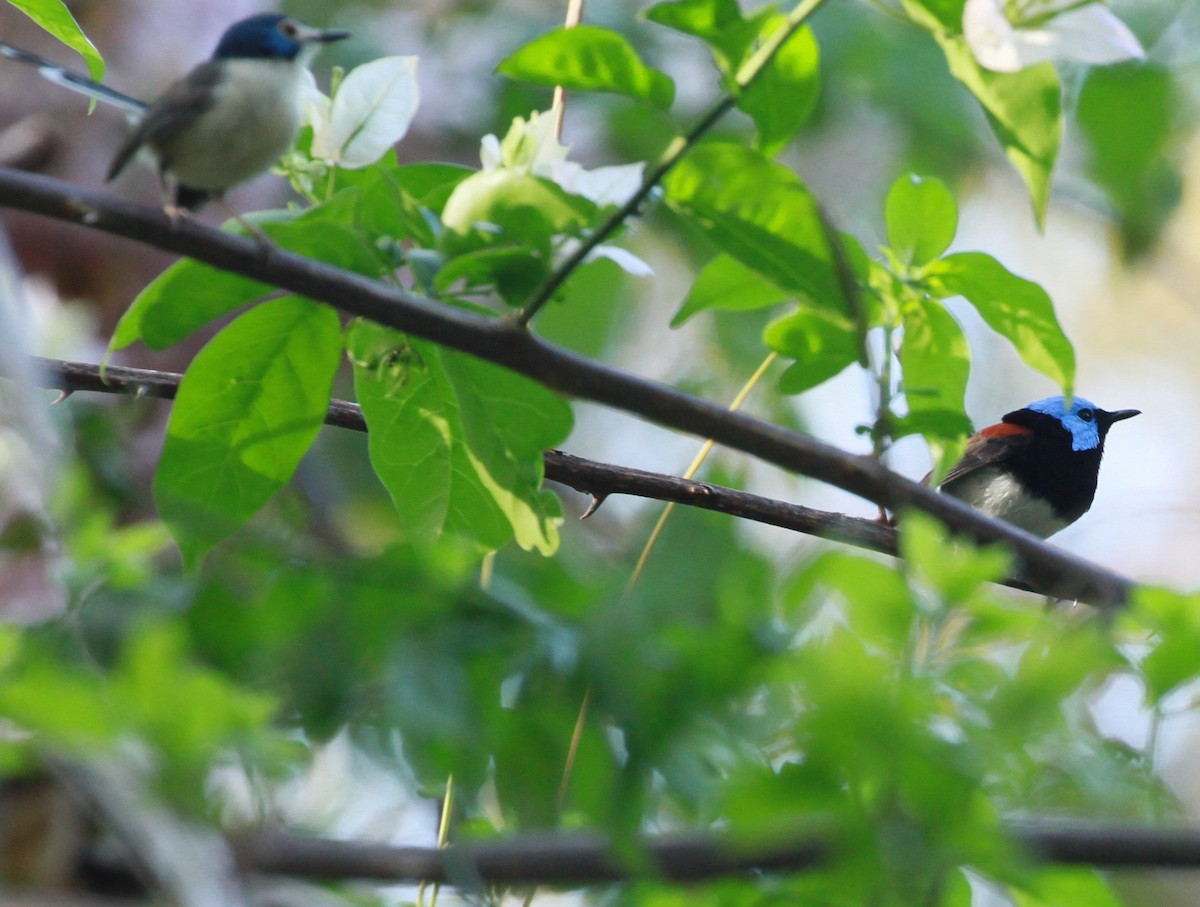 Lovely Fairywren - ML130630551