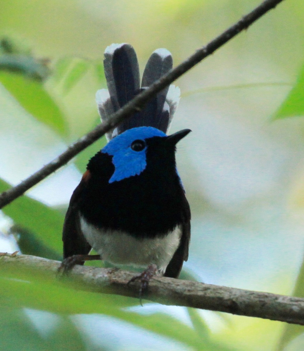 Lovely Fairywren - ML130630561