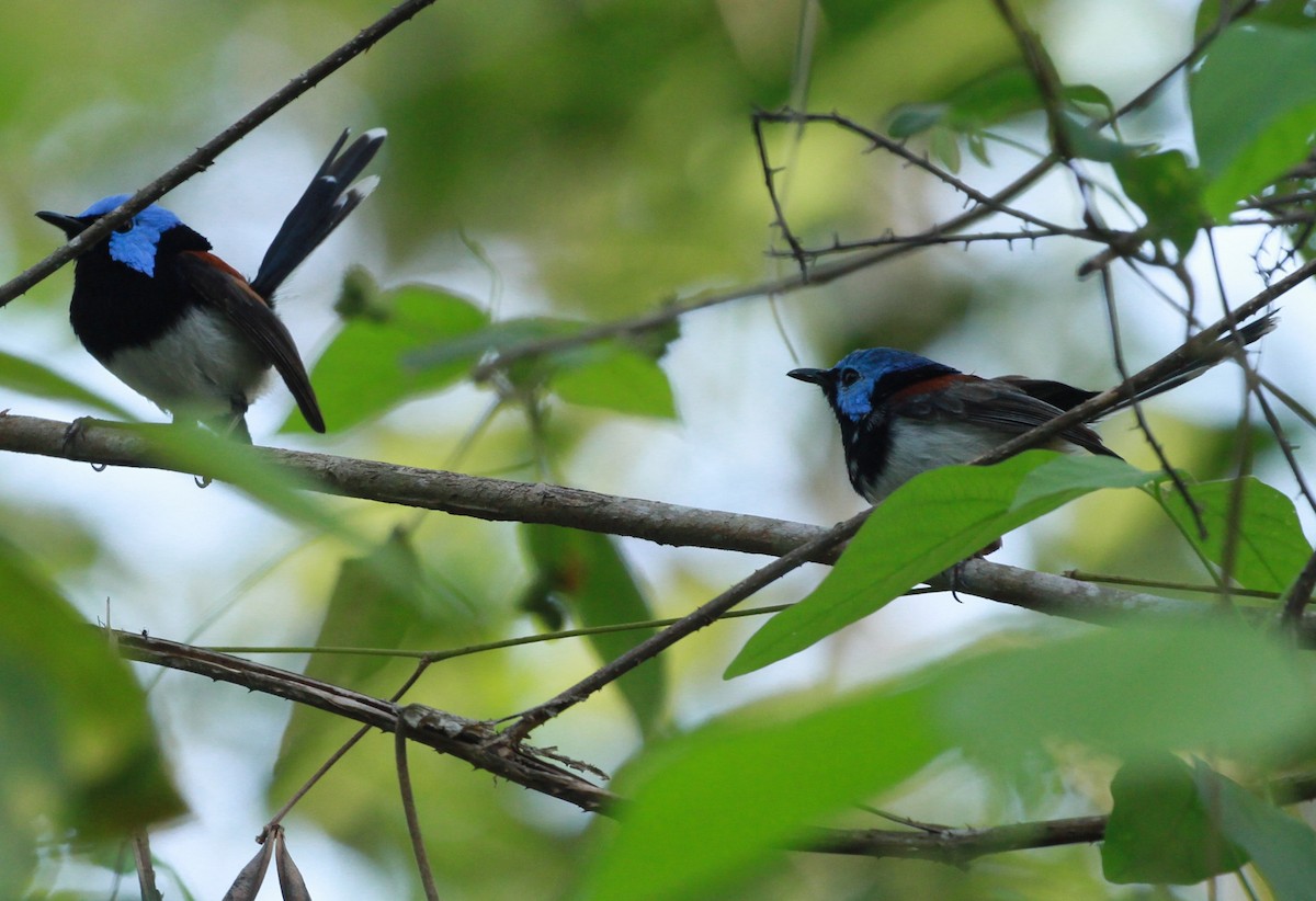 Расписной малюр - ML130630581