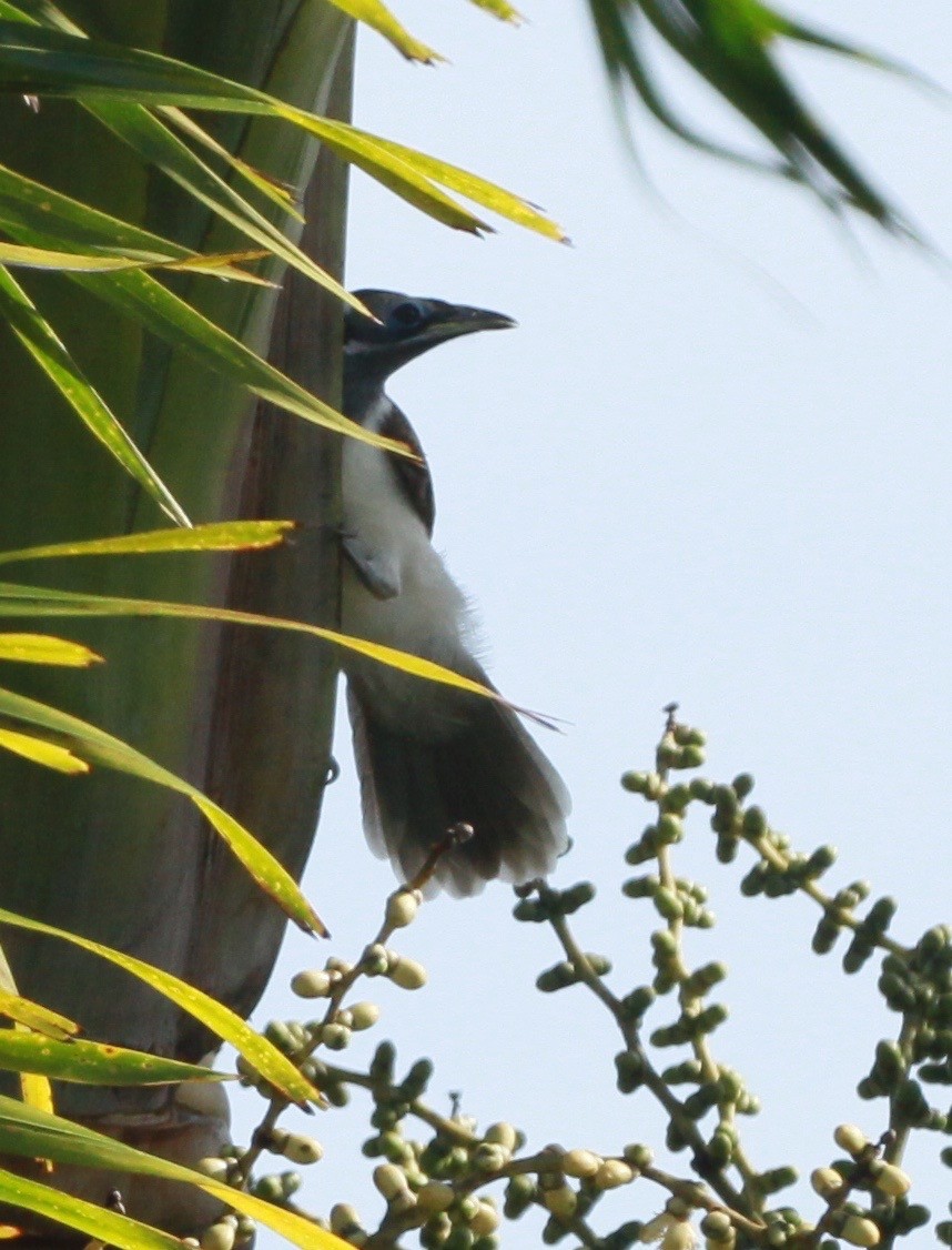 Синелицая медвянка - ML130630671