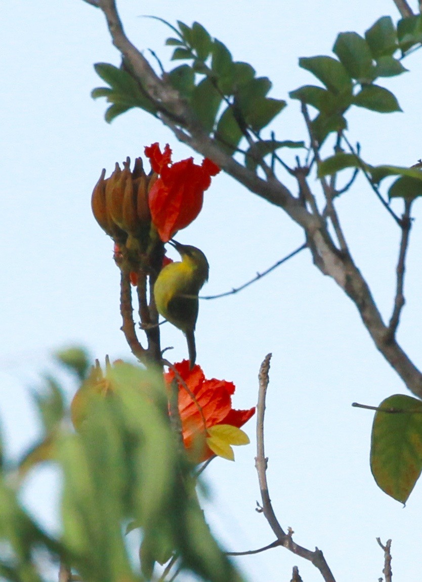 Yellow Honeyeater - ML130630721