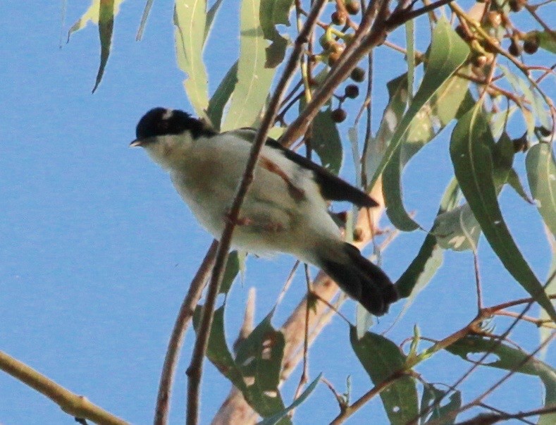 Белогорлая медвянка - ML130630741