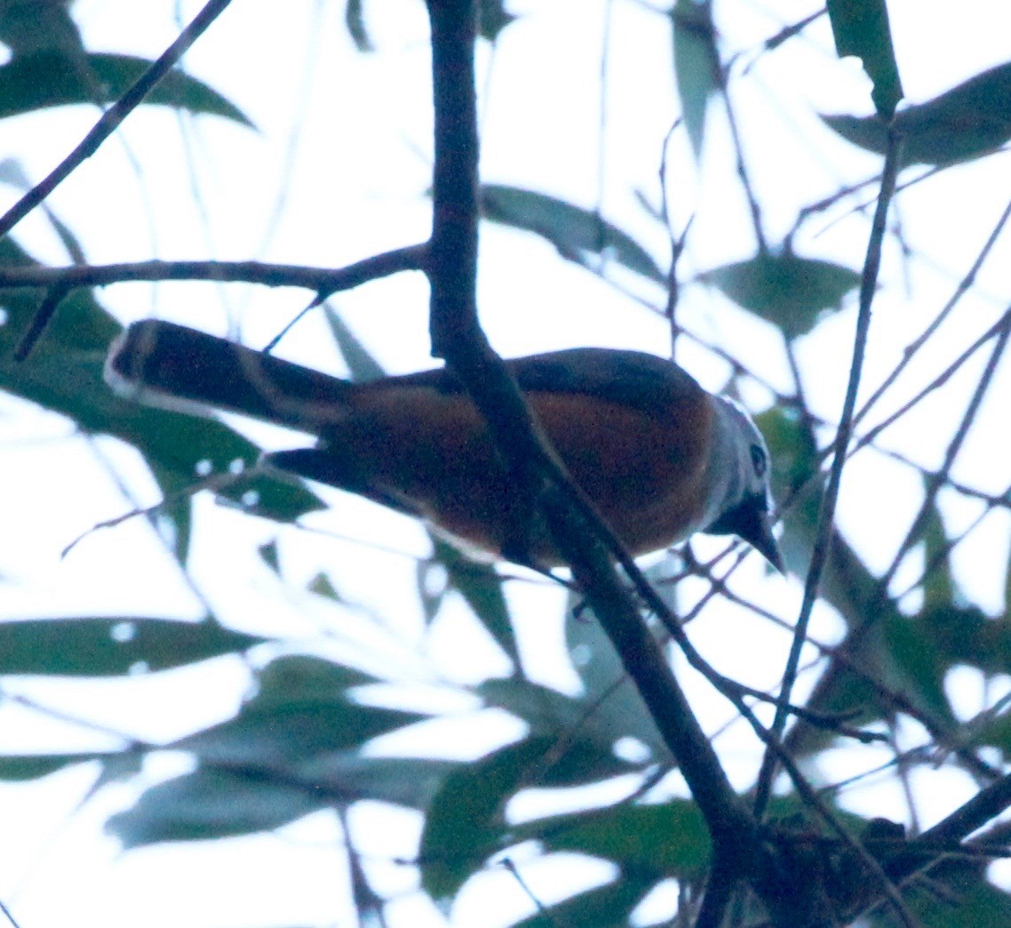 Масковый монарх - ML130630781