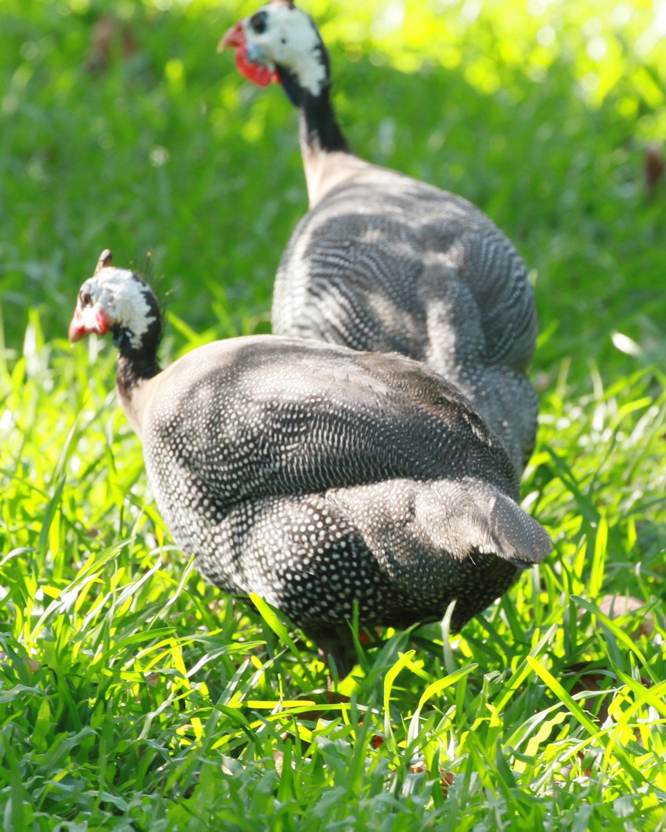 Шлемоносная цесарка (Одомашенного типа) - ML130630811