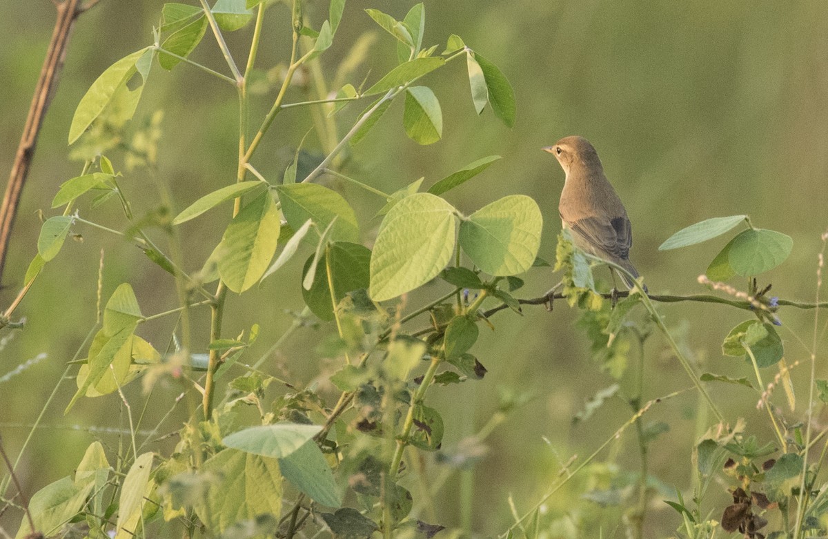 Canapino asiatico - ML130633081