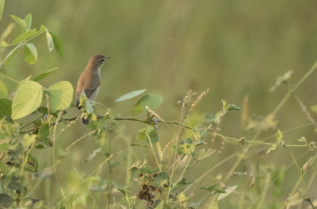 Canapino asiatico - ML130633101