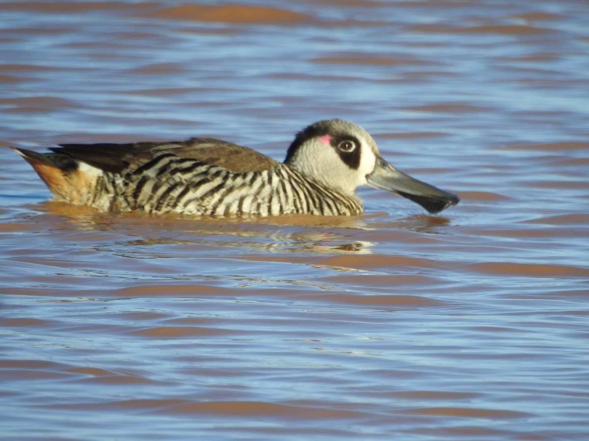 Pink-eared Duck - ML130633531