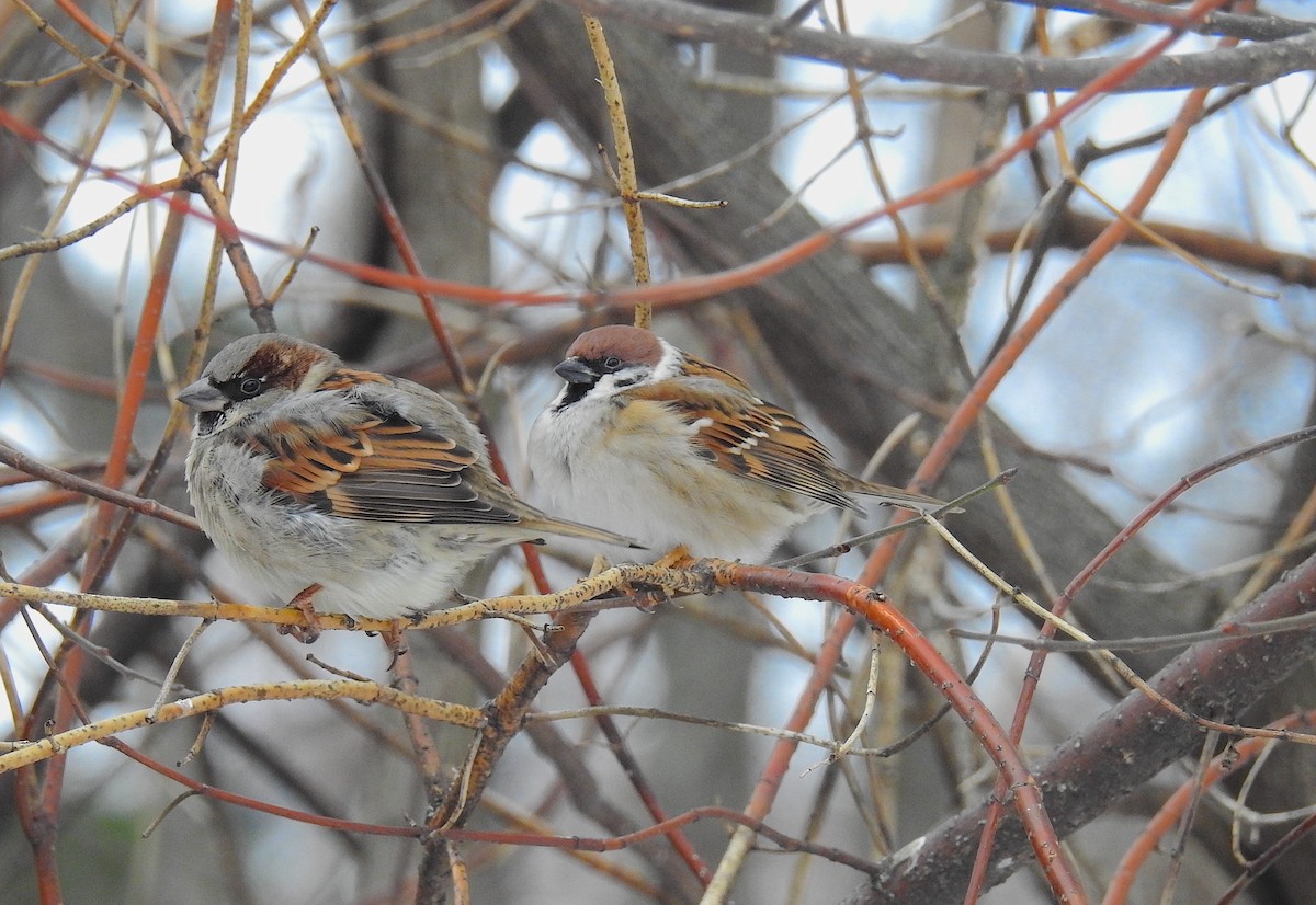 Eurasian Tree Sparrow - ML130634111