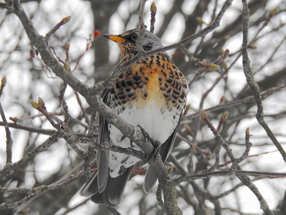 Fieldfare - ML130634221