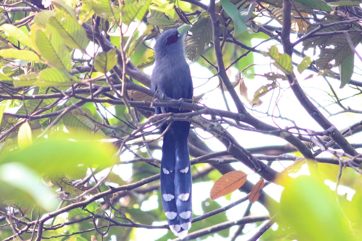 Black-bellied Malkoha - Fadzrun A.