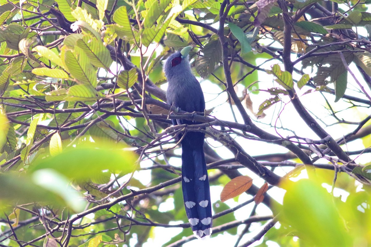 Black-bellied Malkoha - Fadzrun A.