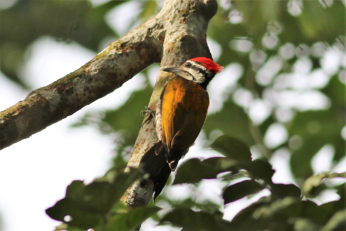 Common Flameback - ML130635751