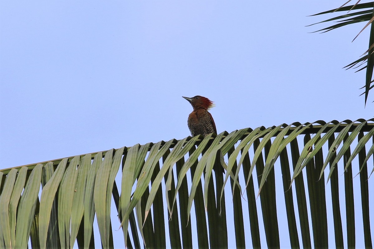 Banded Woodpecker - ML130636011